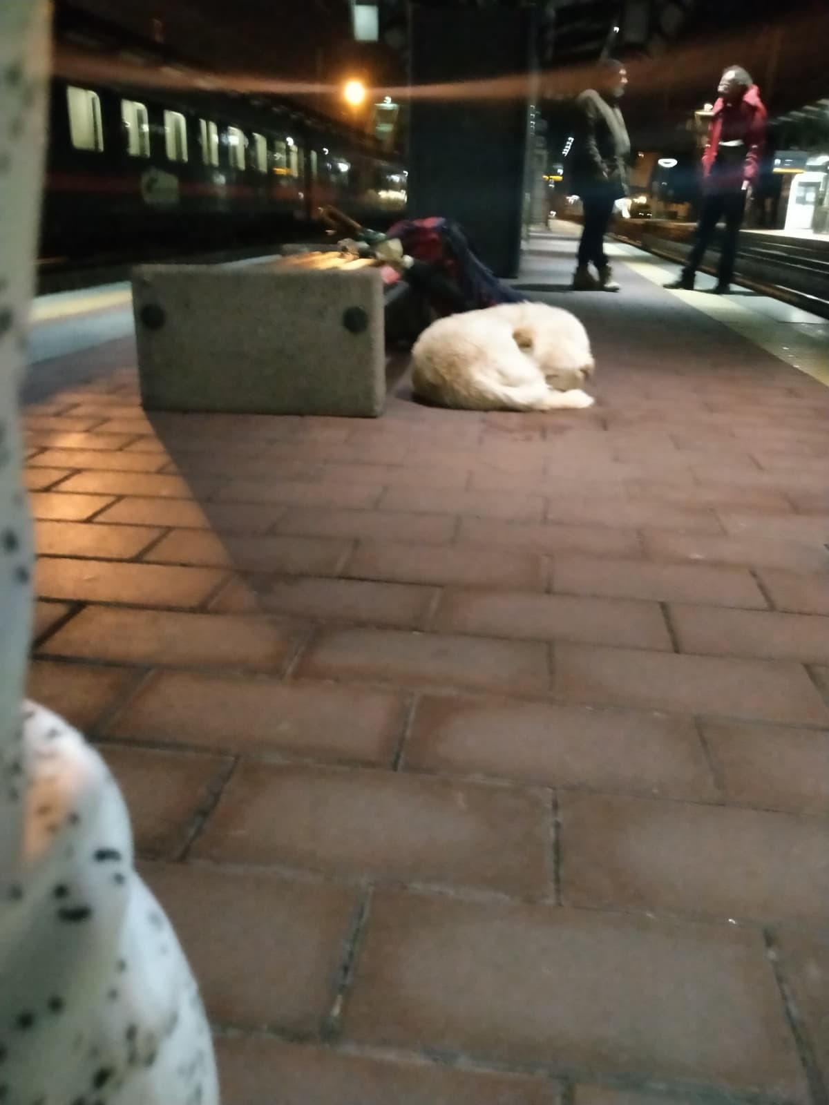 un cane che era alla stazione