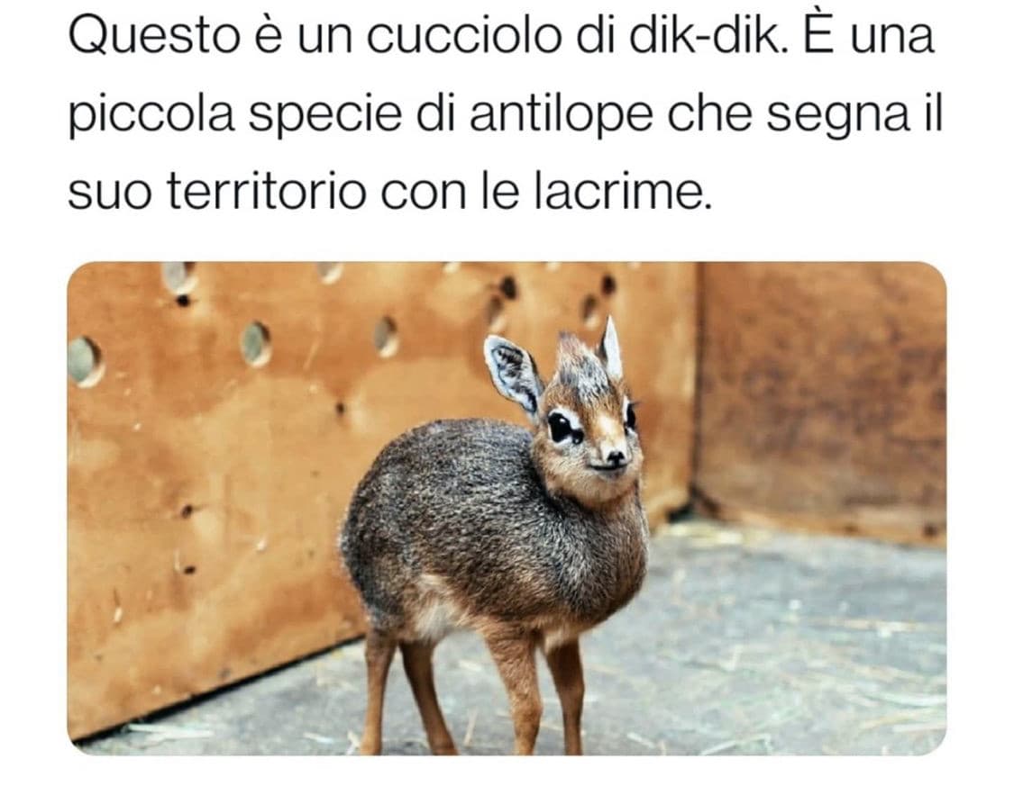 Il mio spirito animale è un dik-dik