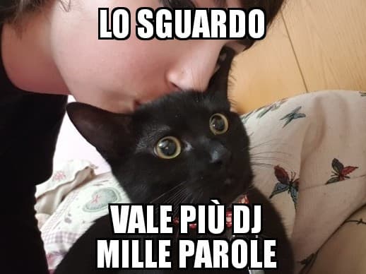 Il mio povero gatto.....