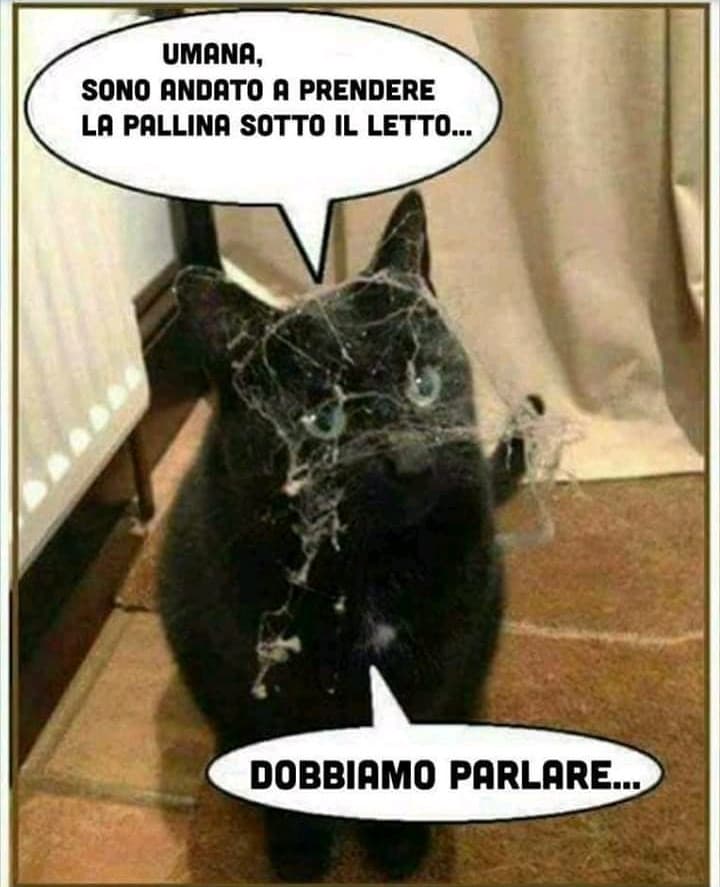 Povero gattino ? 