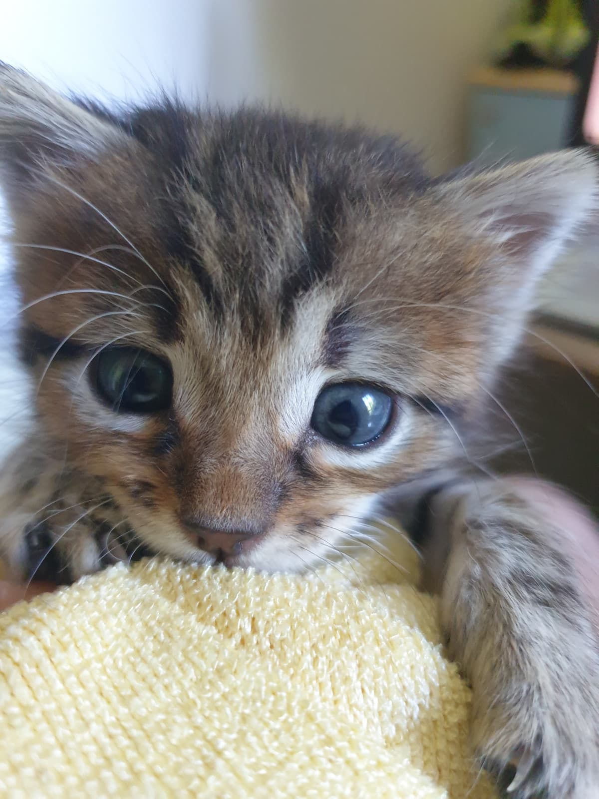 Questo mostriciattolo ha circa 3/4settimane, e da qualche giorno fa solo cacca liquida. Dite che lo devo portare dal veterinario, o si mette apposto da solo?