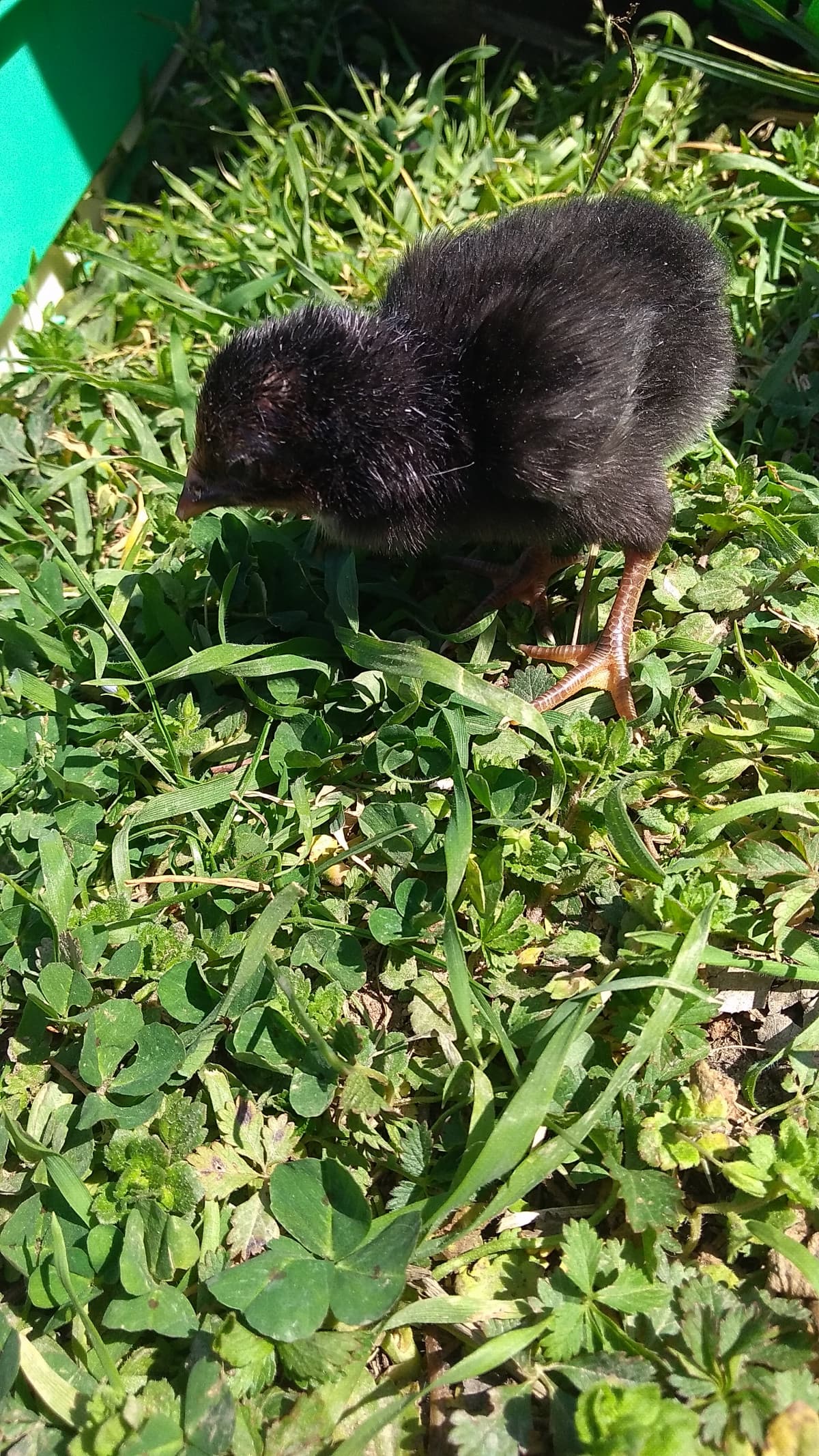 Il pulcino della gallina nana