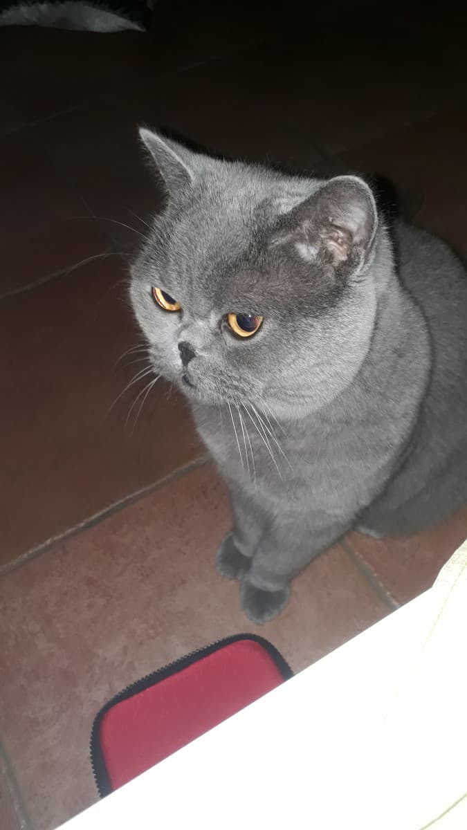 Il mio gattaccio??