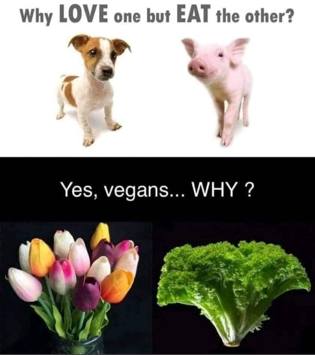 Sì, vegani... Perché?