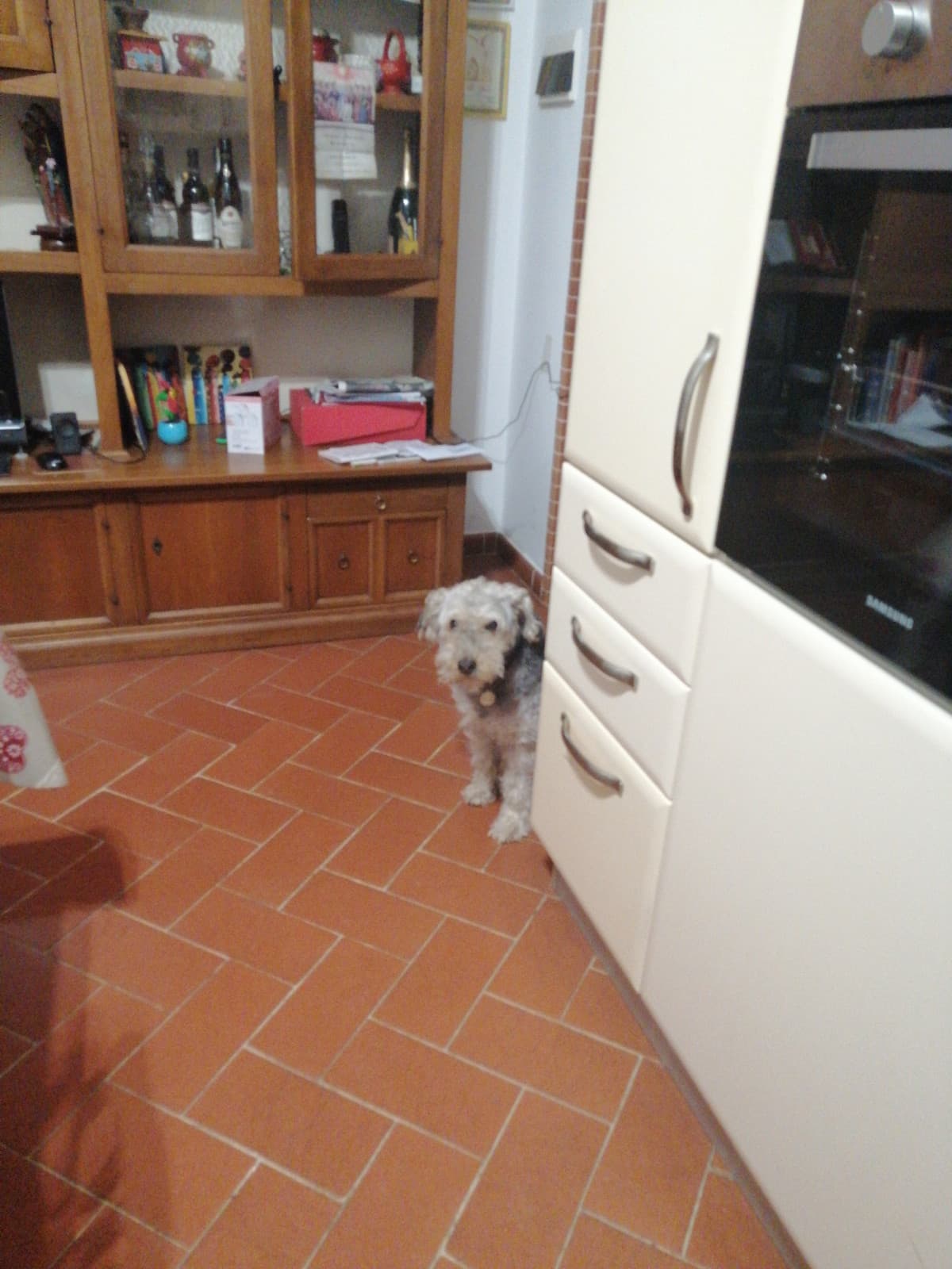 Mentre mangio biscotti il doggo mi aspetta perché vuole salire sul letto