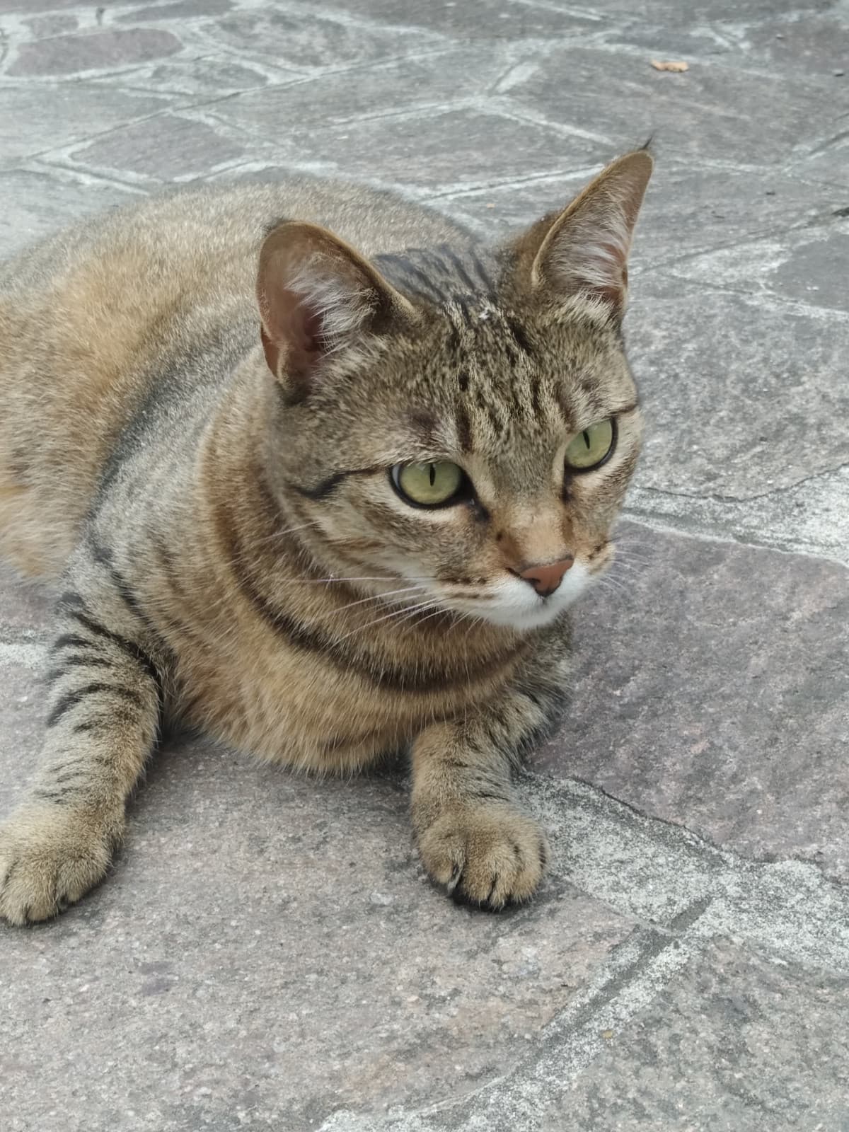 Un po' svogliata ma sta cacciando i grilli