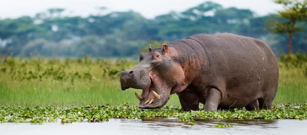 Vacanza in Zambia