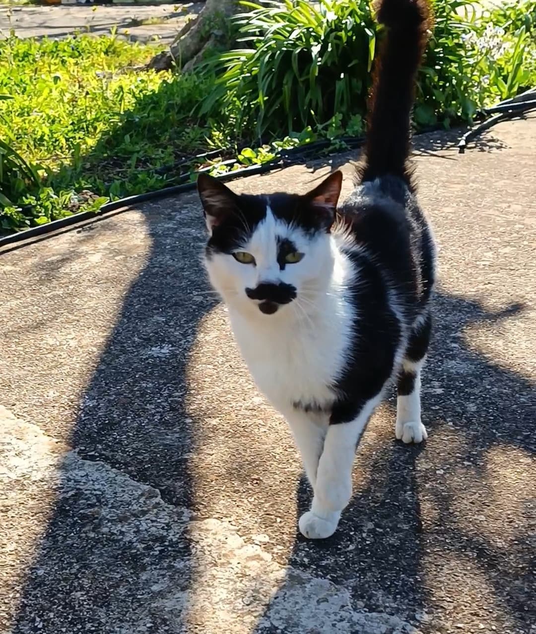 Muy caliente questo gatto, mi viene sempre a trovare quando vado in campagna