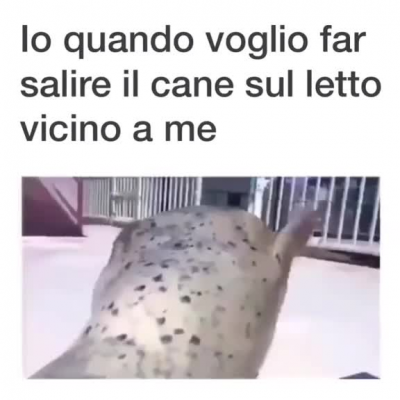 Io quando voglio farlo salire sul divano: