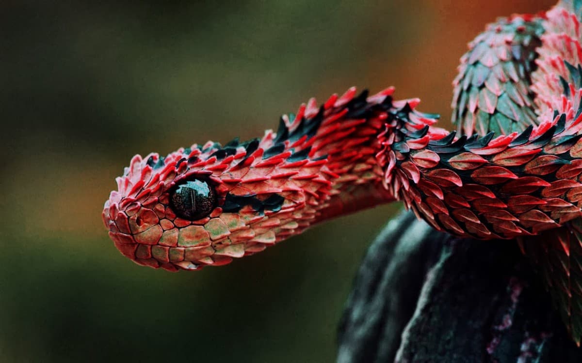 Harry bush viper