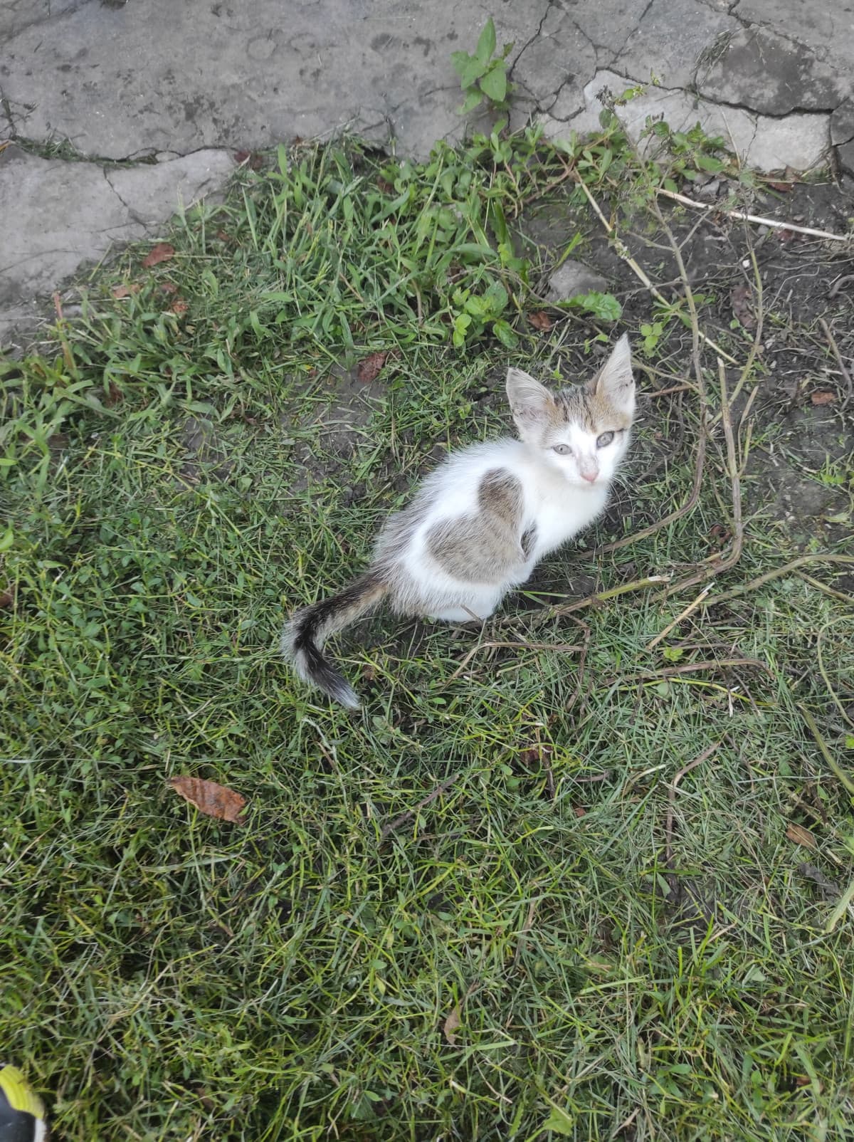 Il mio prozio ha un gattino con un cuoricino UwU 