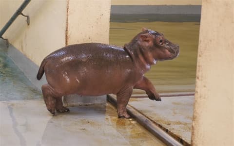 Se stai vivendo un brutto momento, lascia che ti rallegri con un baby hippo.