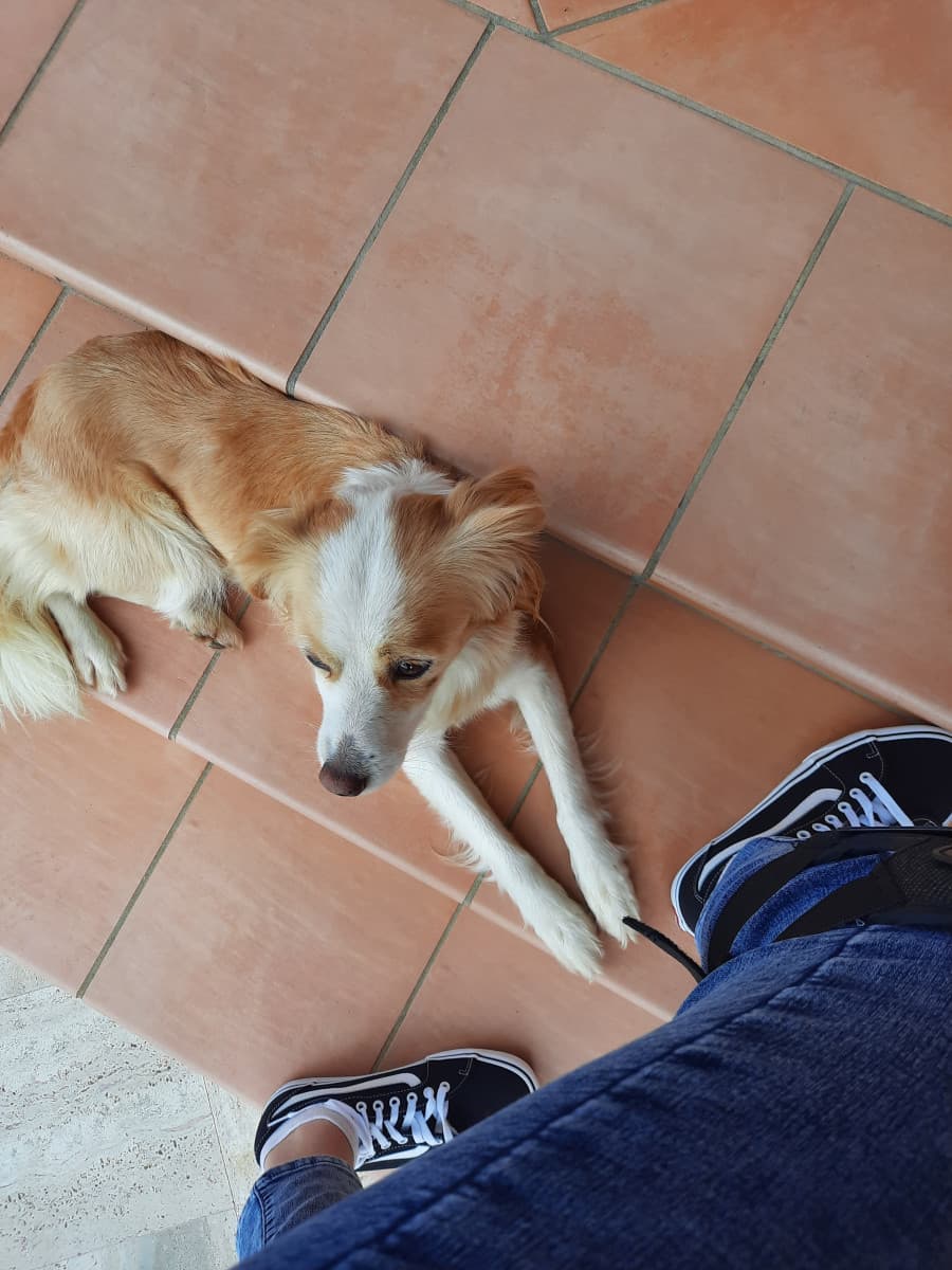 Manco il tempo di allenarmi sulla piazzola della chiesa che arriva un cane a farmi compagnia, okayyy