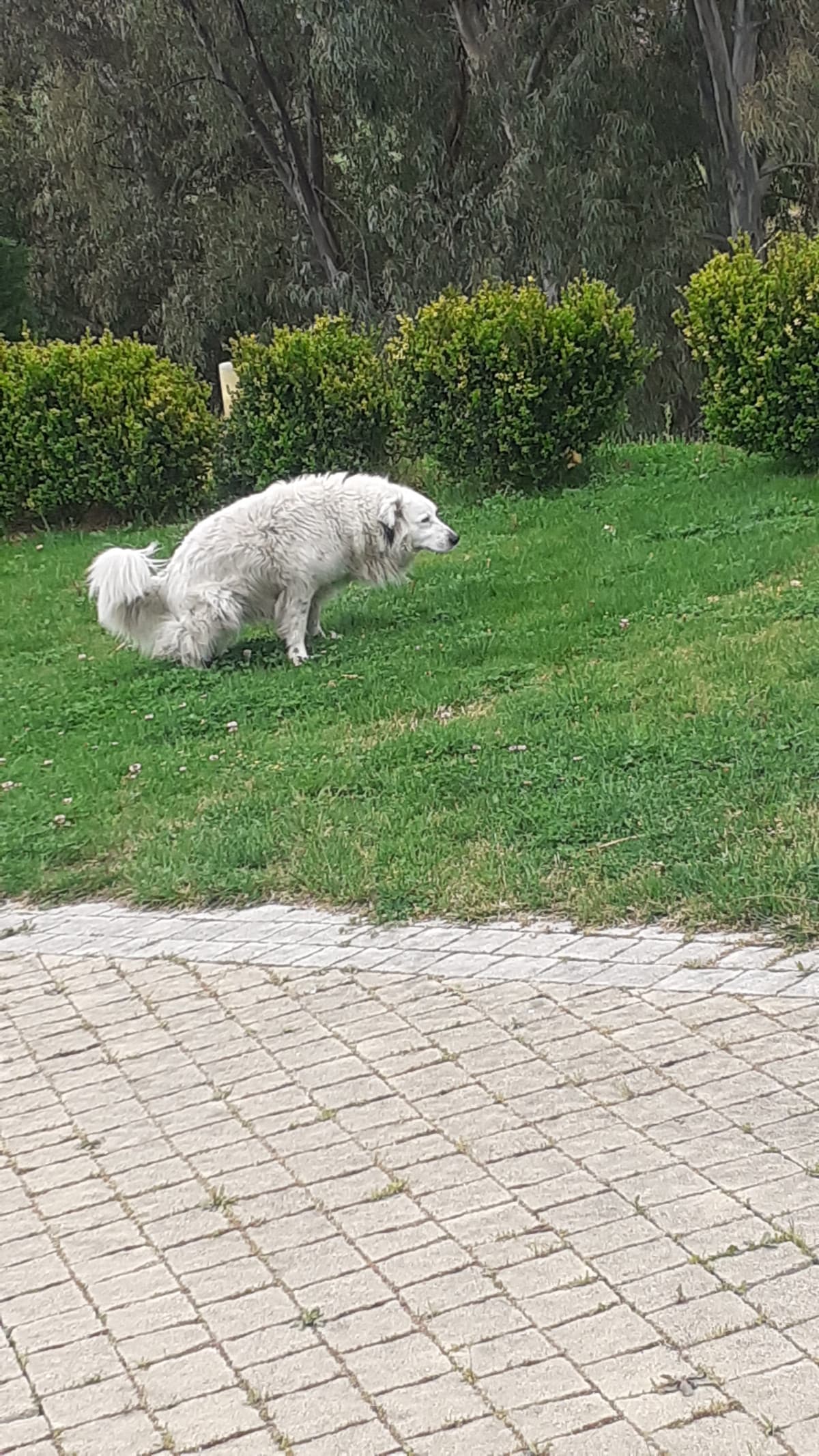 che fighi i vostri cani awaaaa per invidia vi do il cane randagio che ho visto dopo essere uscito dal ristorante  a pasqua  