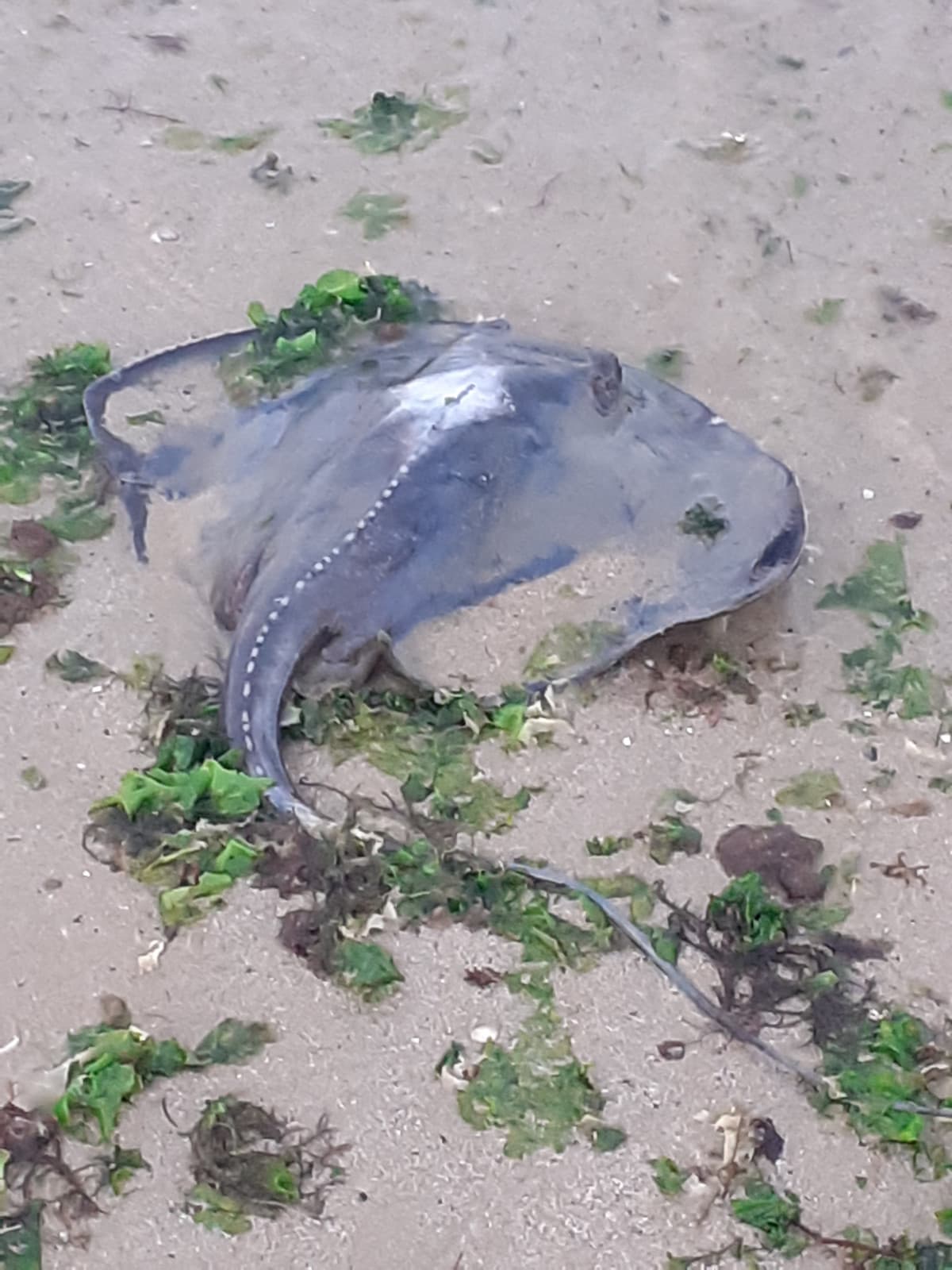 L'immagine me la dà storta :(. Comunque, oggi vi racconto di quella volta in cui trovammo questo coso al mare.