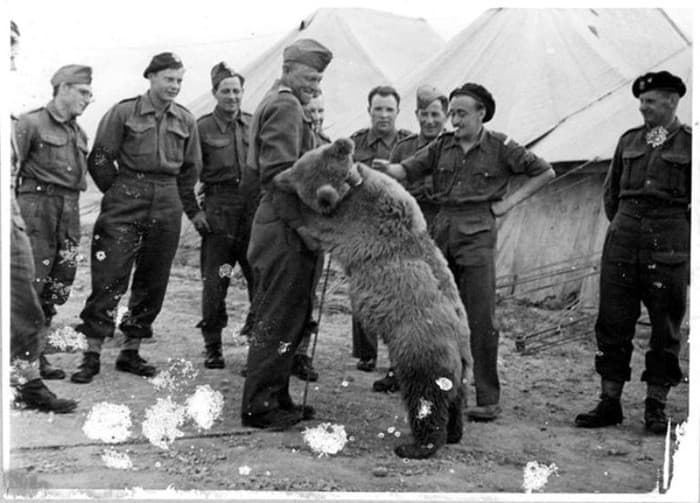 L'esercito polacco durante la seconda guerra mondiale adottò un orso bruno, tra l'altro ebbe un ruolo "importante" durante una battaglia in Italia 