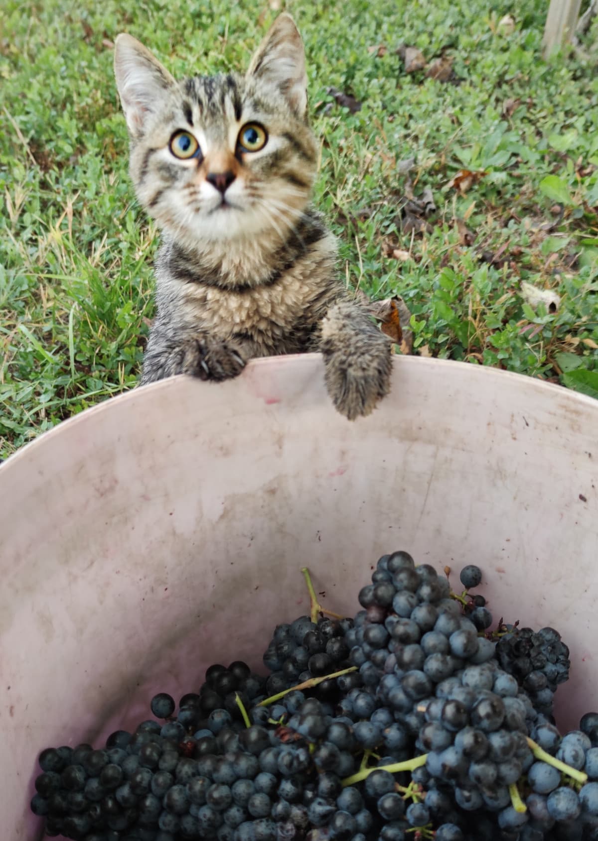 Stamattina vado a vendemmiare con mio nonno e mi ritrovo questa pallina di pelo a farmi compagnia ? se non mi avesse detto che era il cucciolo dei vicini del campo in cui eravamo...lo avrei portato a casa tanto era carino e coccoloso ?  