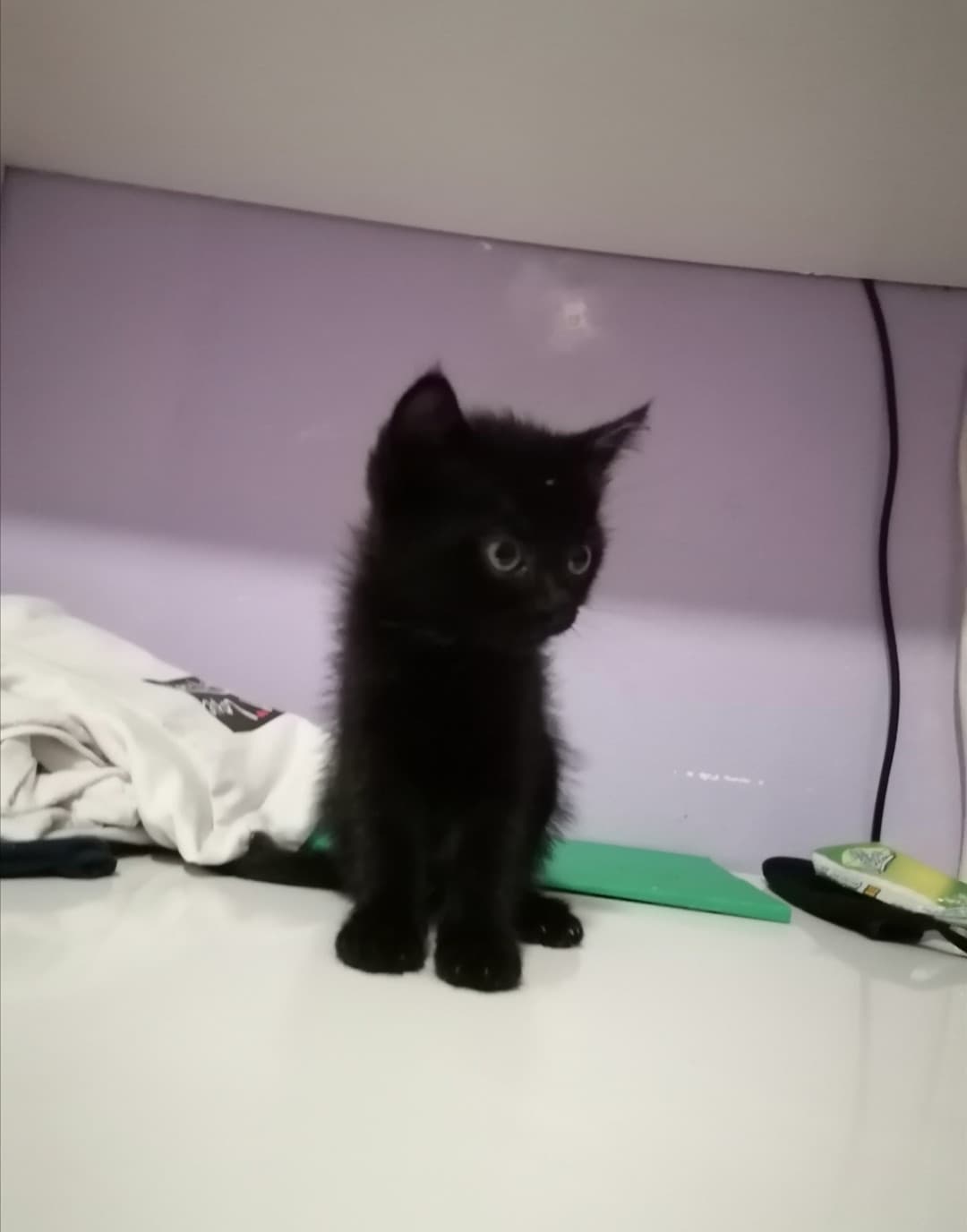 Vi esco il gatto di mia cugina awwww