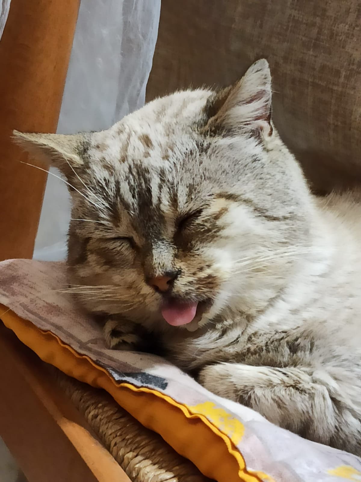 Il mio gatto é idiota pt2