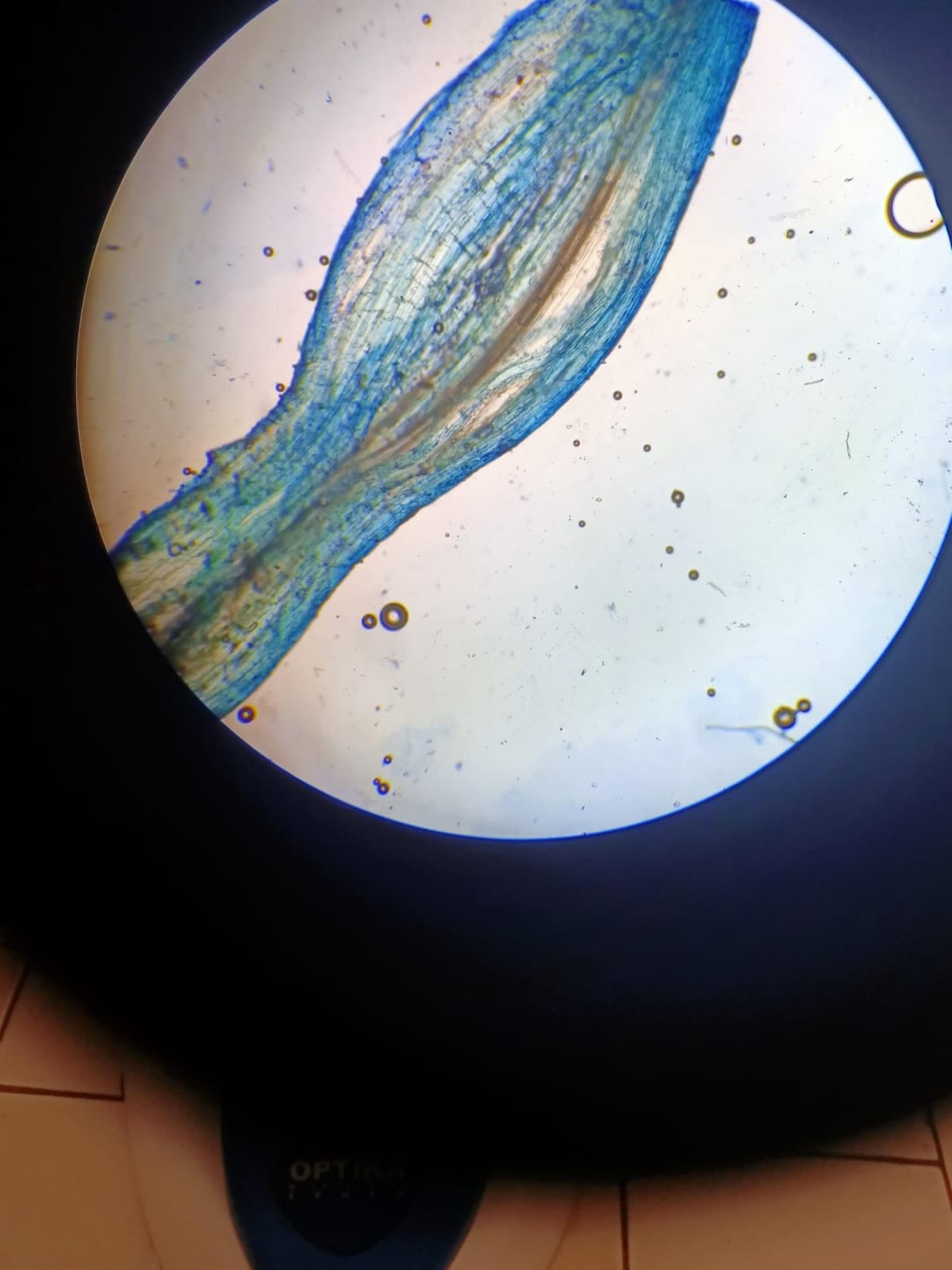 Ammirate la radice di una cipolla al microscopio