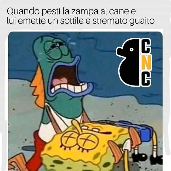 Povero cucciolo??