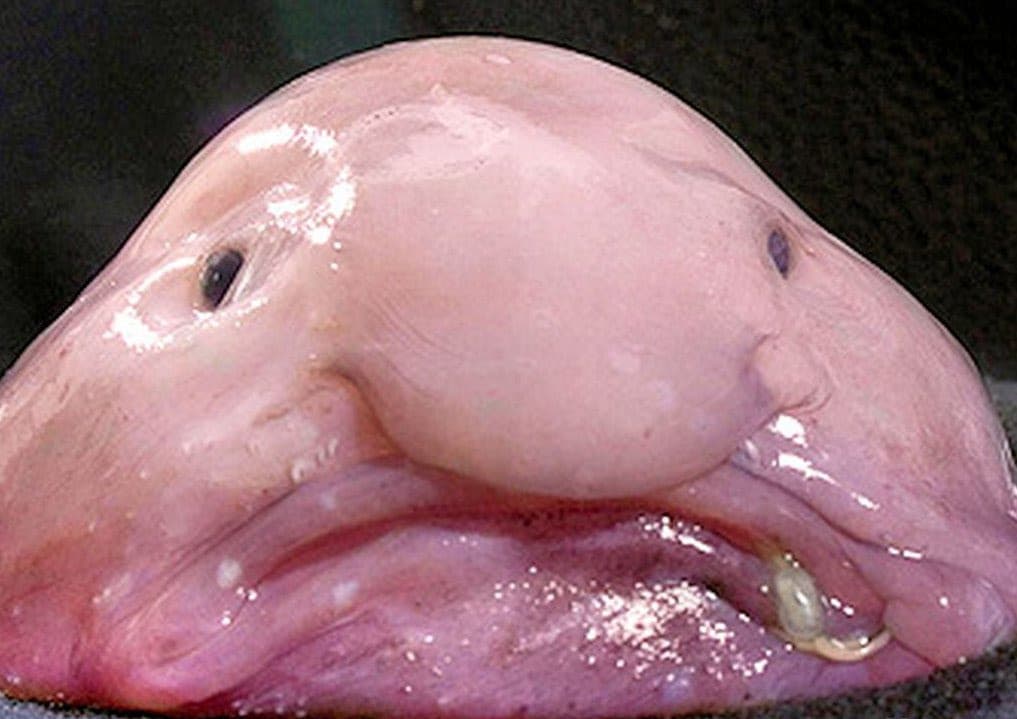 Blobfish!!!!!! 