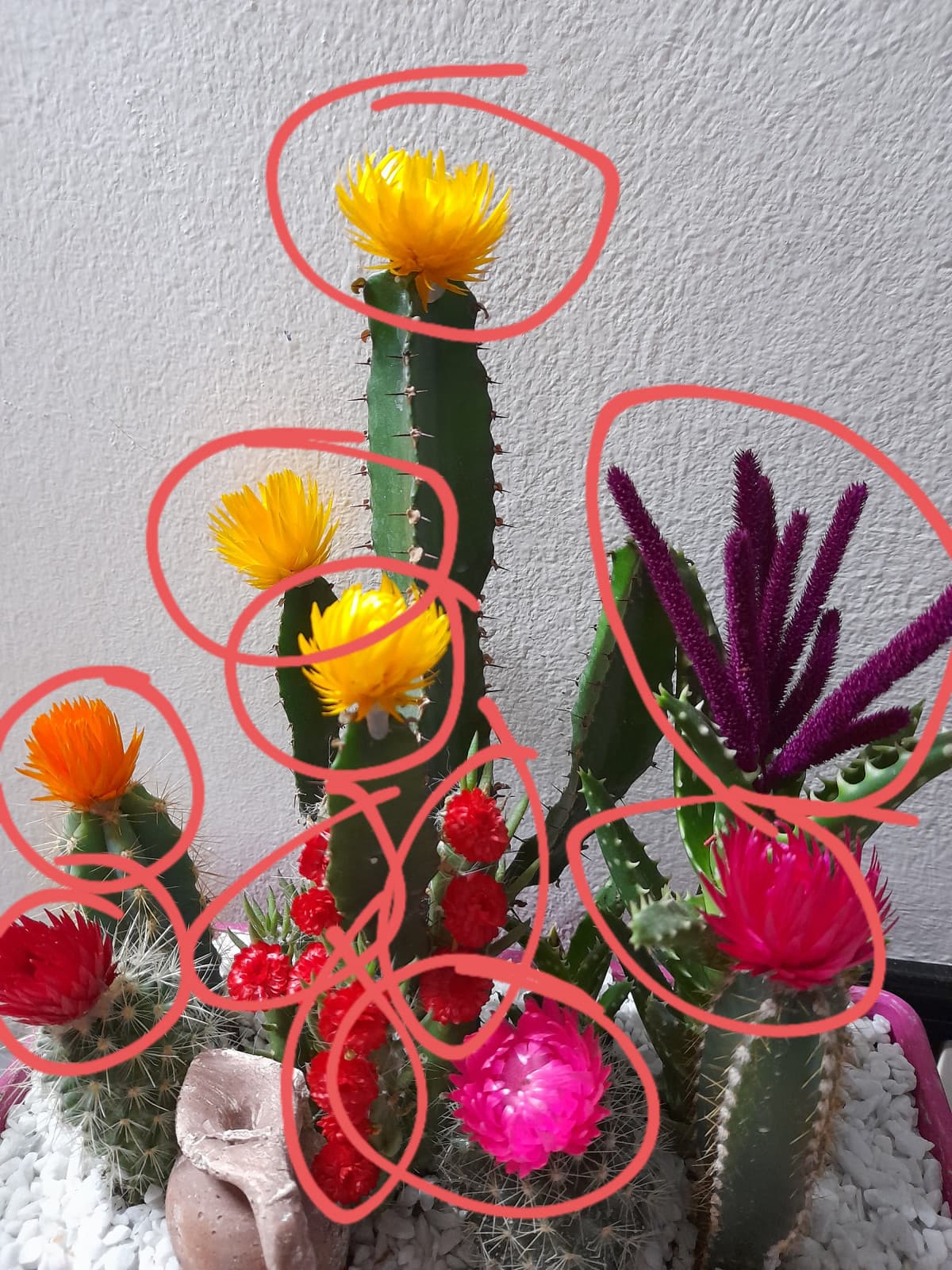 mi sono appena accorto che sti fiori sono finti. ho sti cactus da tipo 3 settimane, quanto sono scemo