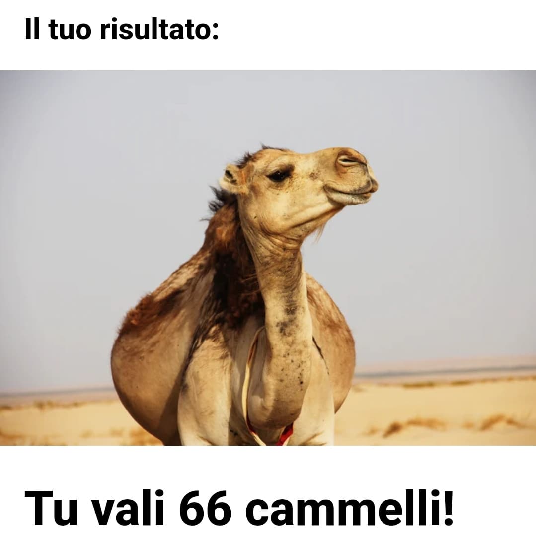 La canzone Camel by camel non mi esce dalla testa