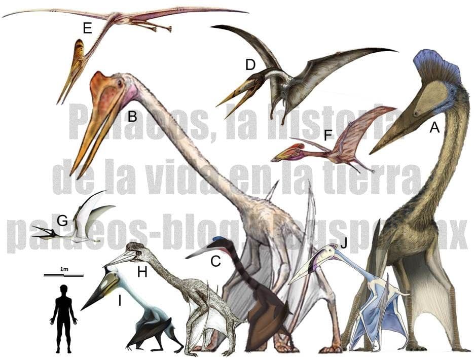 Se commentate vi sto vo un dinosauro/creatura preistorica a caso per voi e provo a diaegnarla. Dai si.