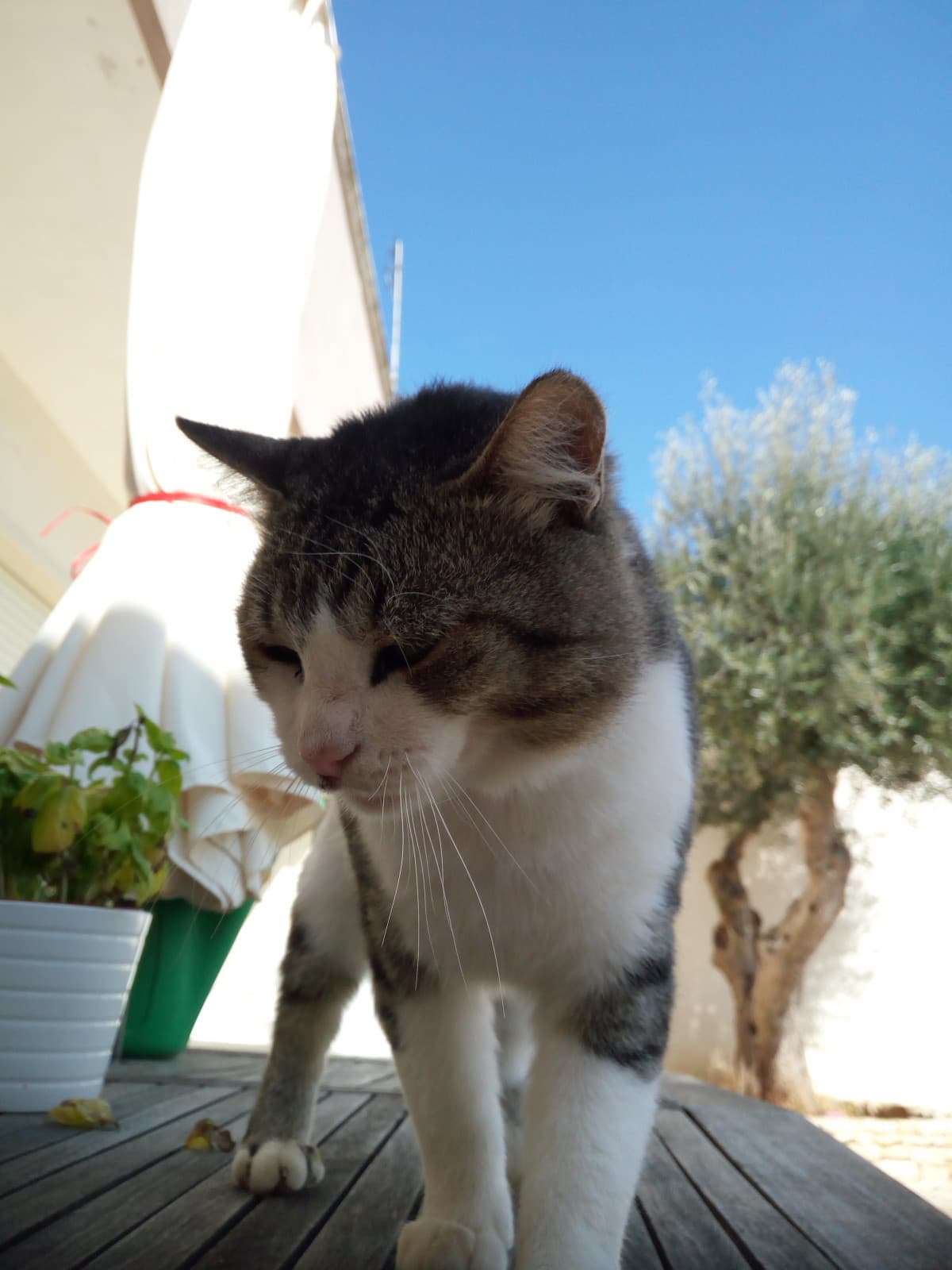 Un gattino obeeso (è fotogenico, perció sembra che ha una bella siluette)