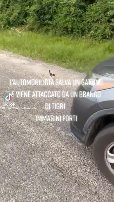 O MAI GOSC VOGLIO UN GATTINO