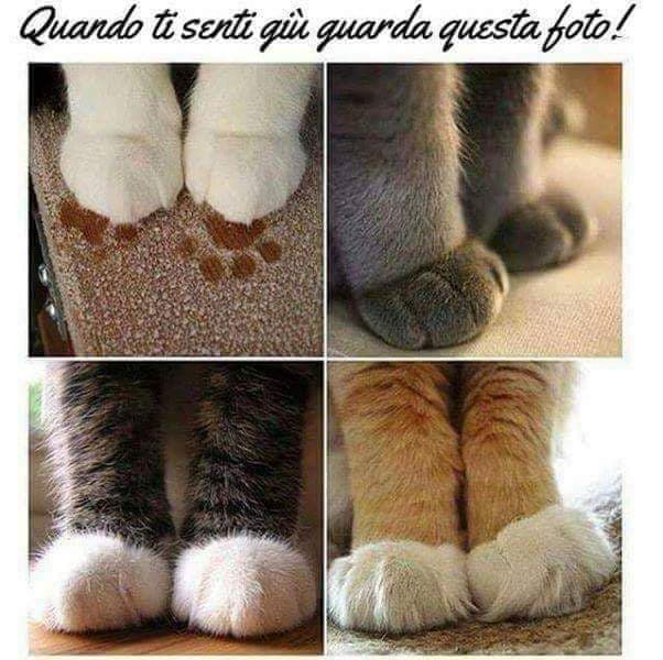 Vita da gatto matto ? 