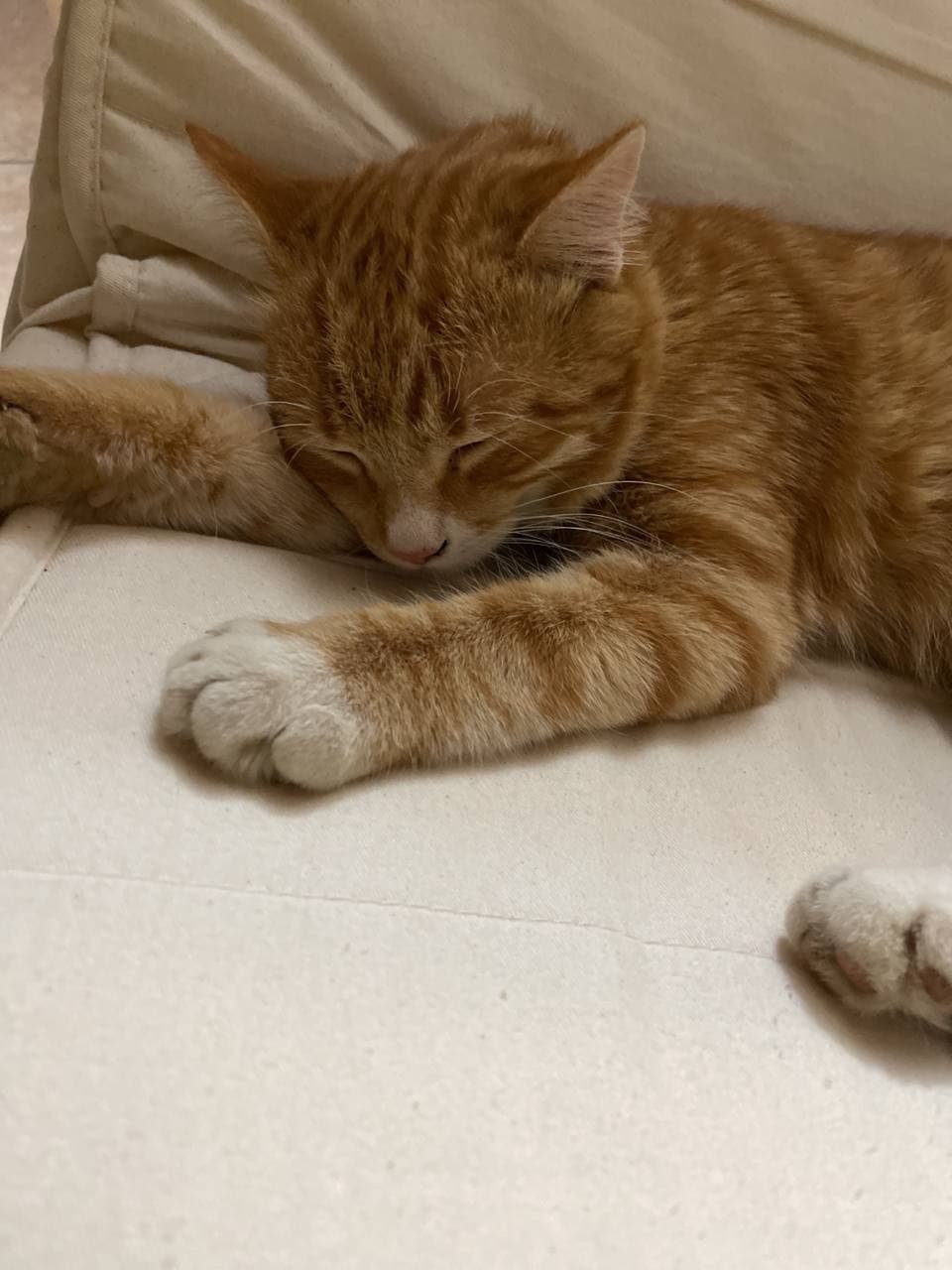 Il gatto di mia nonna dorme tutto il giorno e la notte scompare...