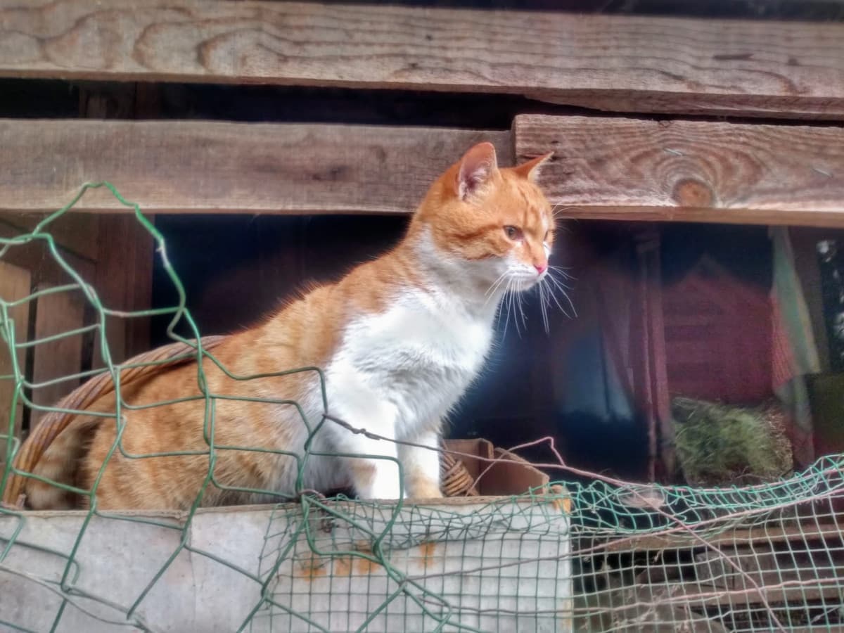 Il gatto più bello del paese è ancora vivo, posso stare tranquilla ora