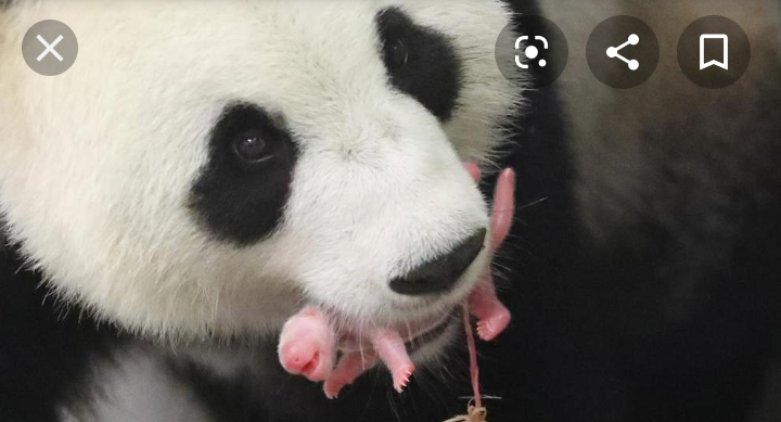 Un cucciolo di Panda e sua madre 