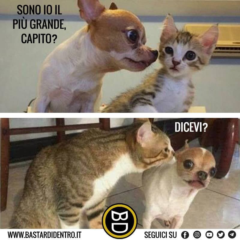 Superiorità felina 