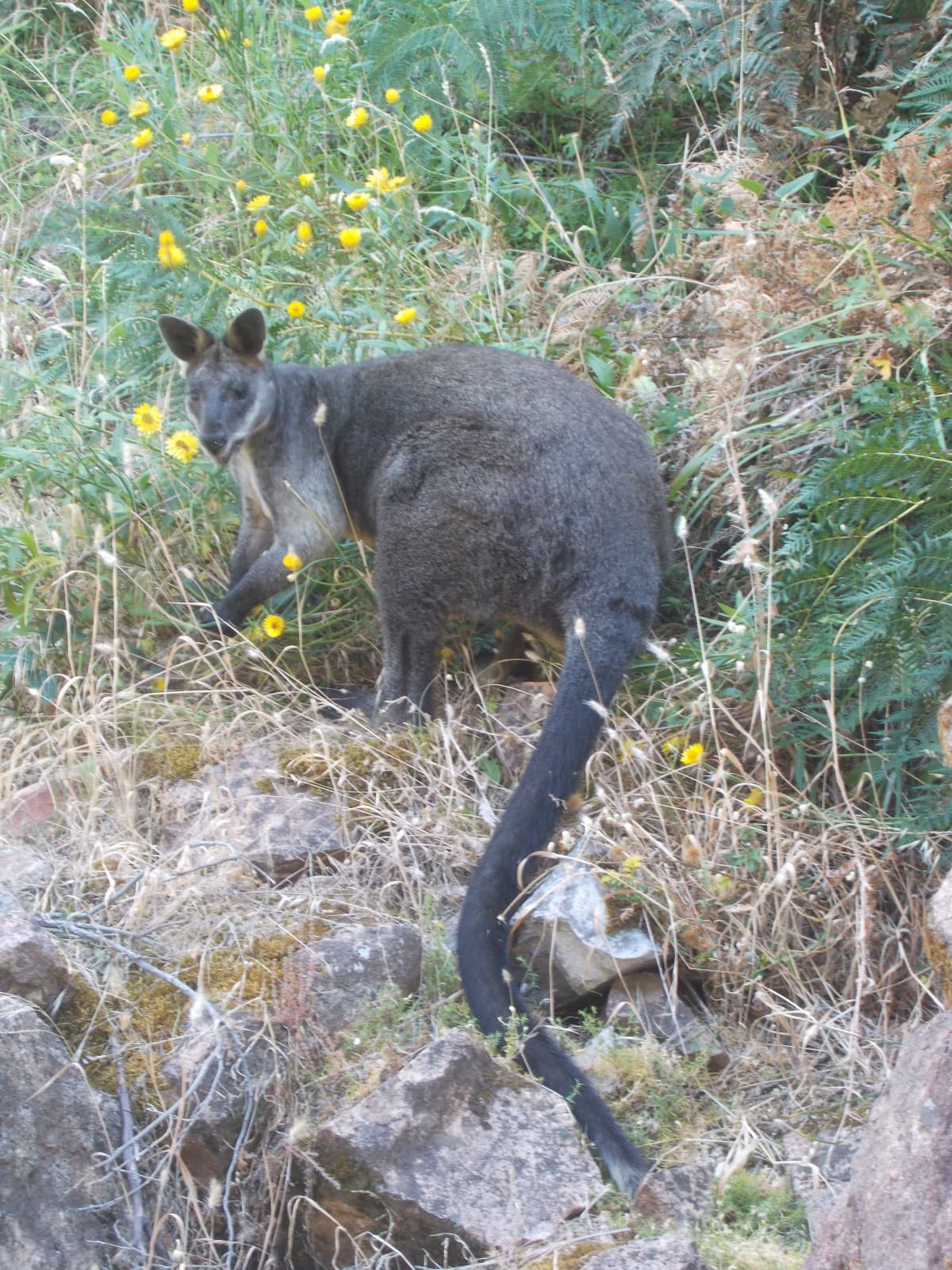 Canguro