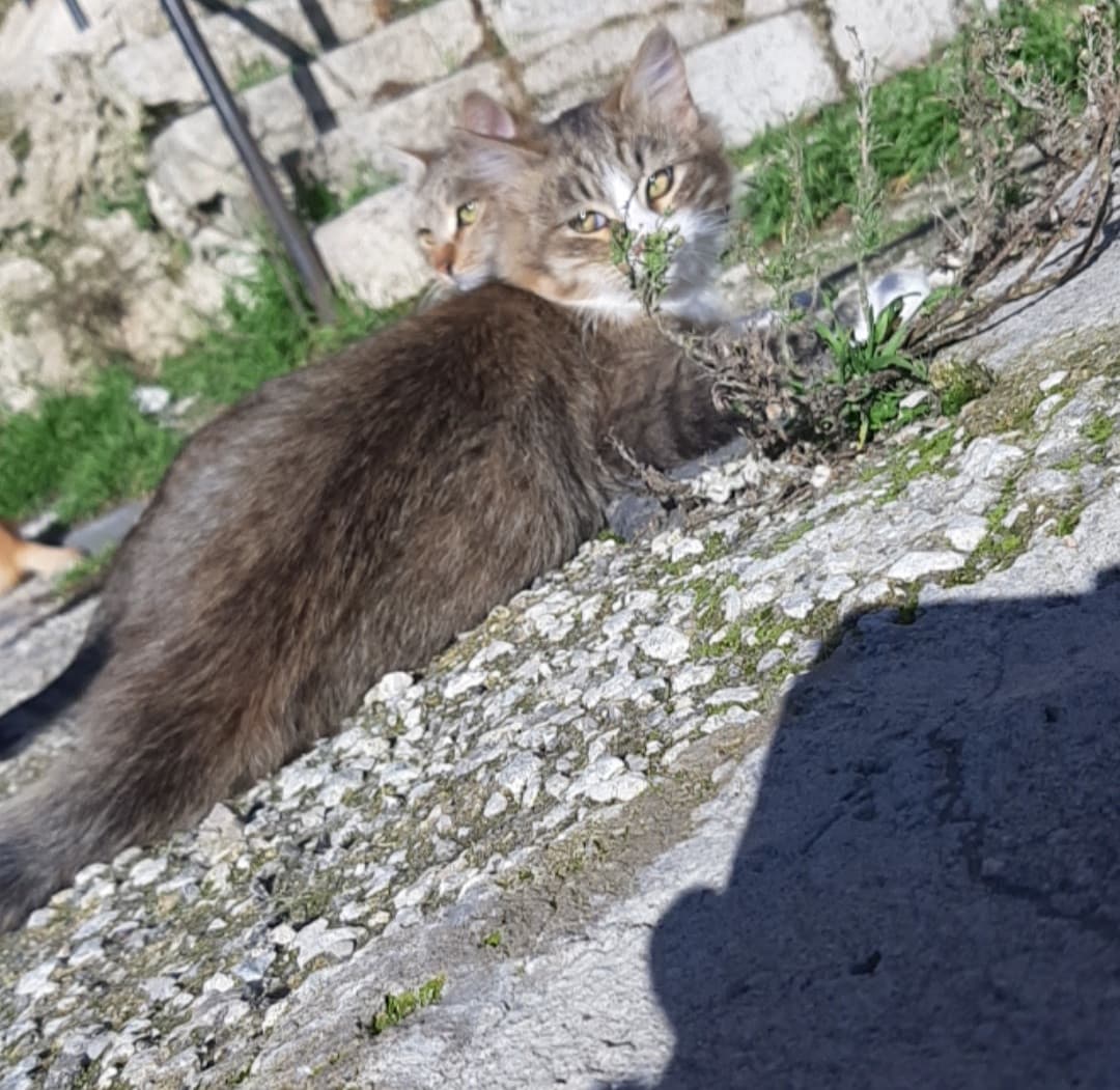 Da piccola facevo fare i giri sulle macchinine dei cars (quelle che caricavi e partivano) al mio criceto. Si divertiva