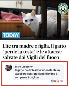 Gatto, sei tutti noi✨?✋