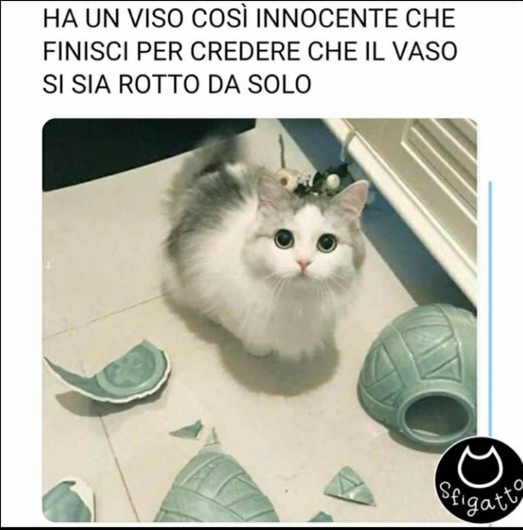 Voglio un gatto?