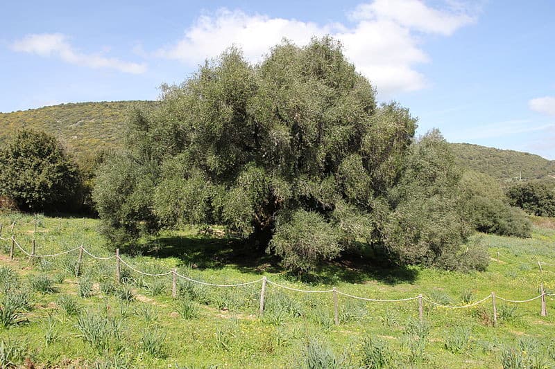 S’Ozzastru: l'albero più antico d'Europa si trova in Sardegna. Andate in descrizione.