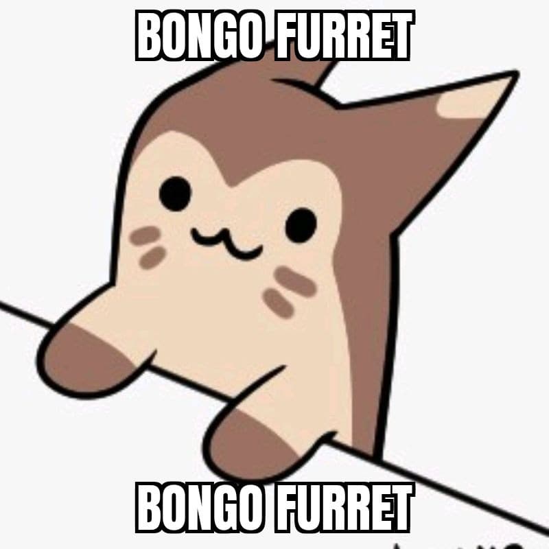 Bongo furret