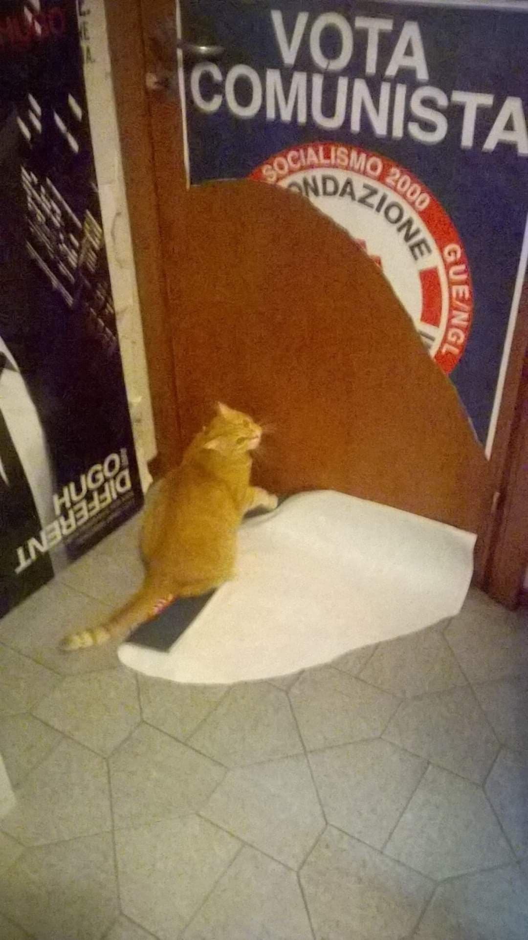 Il gatto ha il mio voto