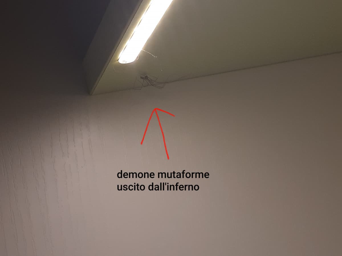 Un giorno dovetti catturare un demone mutaforme uscito dall'inferno situato al di sotto della mensola a meno di 50 cm dal cuscino