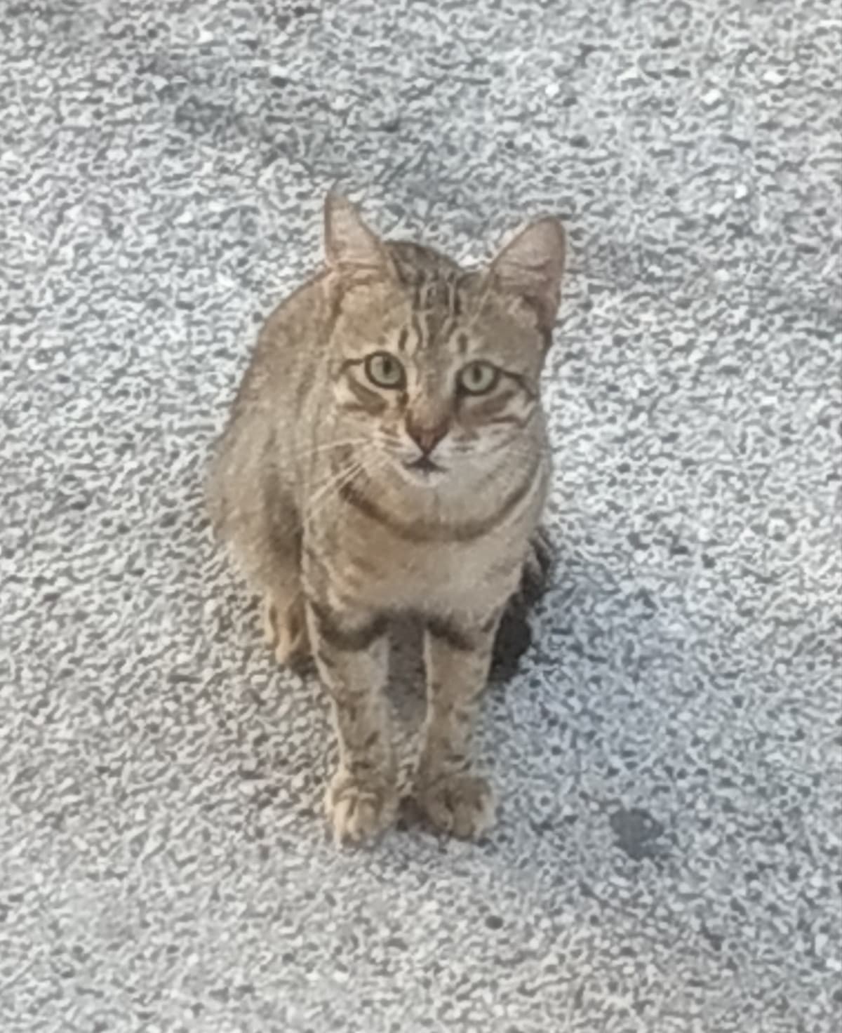 Ho adescato questo micio dandogli un po' di pane e adesso mi ama ??