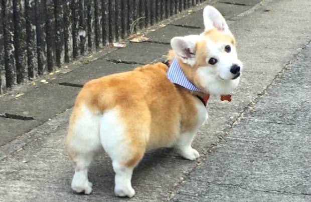 Thicc doggo