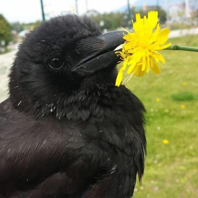 Ho avuto una crisi di pianto, a caso, e fra poco devo mangiare (Cioè sento spegnatare)... Non voglio che i miei vedano che ho pianto e pensino che abbia problemi con qualunque cosa