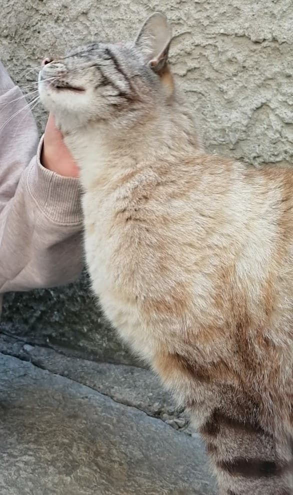 Ieri ero in giro vicino a casa mia, e ho visto questo gatto, per la terza volta girare lì vicino. È TROPPO BELLO AWW