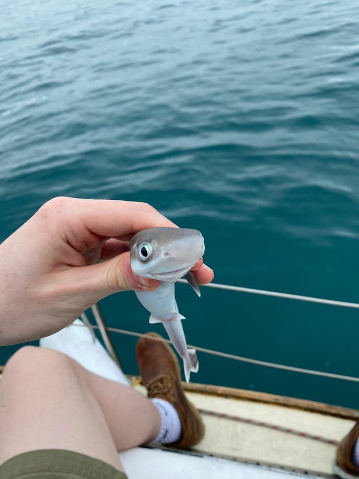 BABY SHARK 