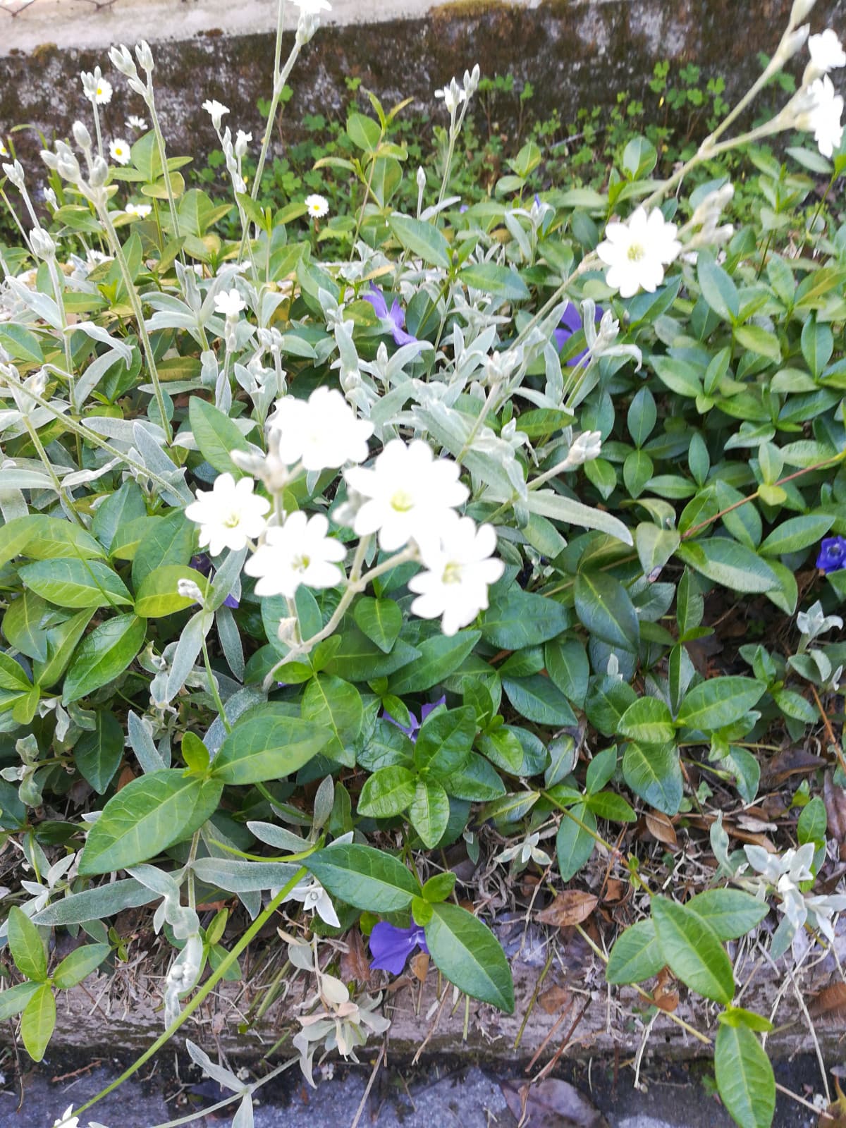 Dopo 6 mesi sono scesa in giardino